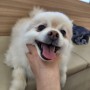 24시송도오케이동물의료센터(병원) 강아지 건강검진 추천!