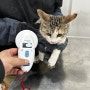 중국으로 강아지 고양이 데려가기 : 중국 연길 공항으로 가는 코숏 방울이 광견병 접종 항체가 검사 건강증명서 렙토스피라 접종 비용