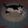 [집사의삶/육묘일기]이제 넘의 집 고양이 김미미