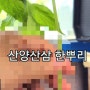 [에세이] 산양산삼 한 뿌리 선물