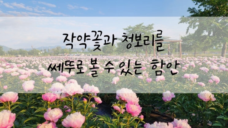 부산근교여행  작약꽃 청보리  함안 강나루생태공원