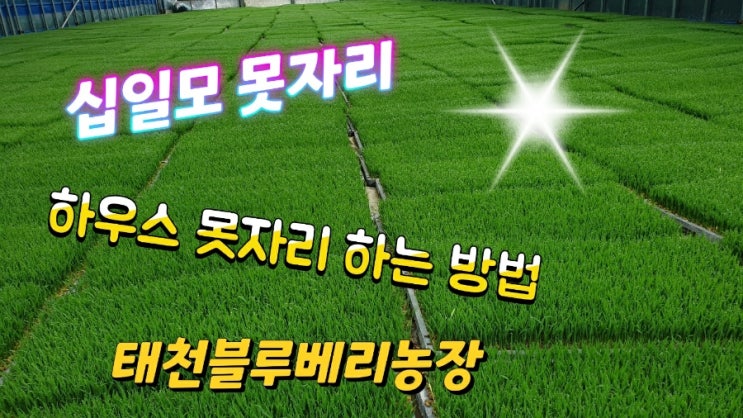 십일 모 못자리 하우스 못자리하는 방법 태천블루베리농장 : 네이버 블로그