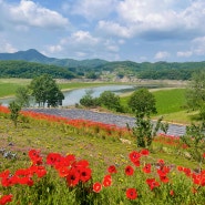 임실 붕어섬 생태공원 출렁다리 옥정호 요산공원 작약꽃과 양귀비