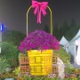 과천 하훼 꽃 축제