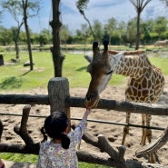 [베트남] 다낭 아이와 함께, 빈펄랜드 (남호이안 빈원더스) 리버 사파리 (동물원) 방문기
