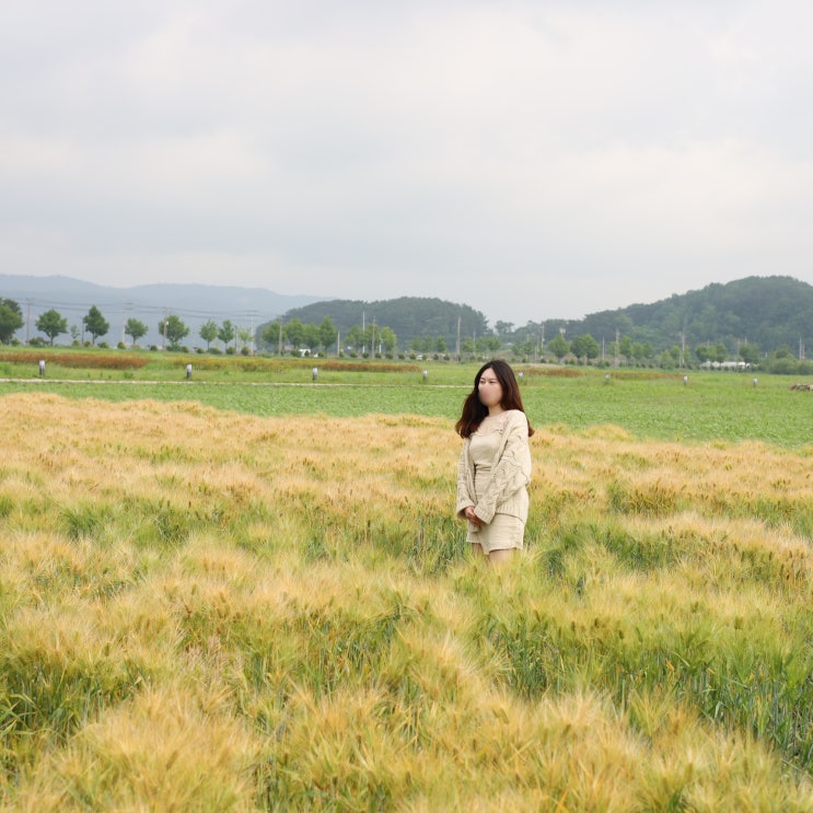 경주 분황사 양귀비 포토존 천국 청보리밭 황룡사지 데이트 코스