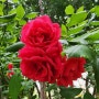 ROSE : 빨간 장미