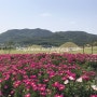 경덕왕릉 의성 조문국사적지 작약꽃