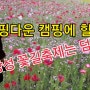 캠핑다운 캠핑에 힐링💕 장성 꽃길축제는 덤👍