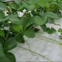 2023년 친환경 딸기(설향) 육묘