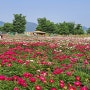 함안 강나루생태공원 작약과 청보리밭