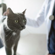 고양이 방광염 관리 – 고양이 스트레스 관리부터 시작!