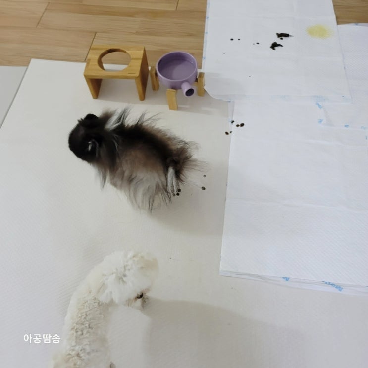 강아지췌장염증상 설사 피똥 혈변 묽은 점액변 물똥 : 네이버 블로그
