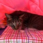이케아 고양이 침대 / DUKTIG 둑티그 반려묘 반려견 원목침대