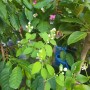 정원수 추천 지난 겨울을 이겨낸 고광나무 스노우벨 개화