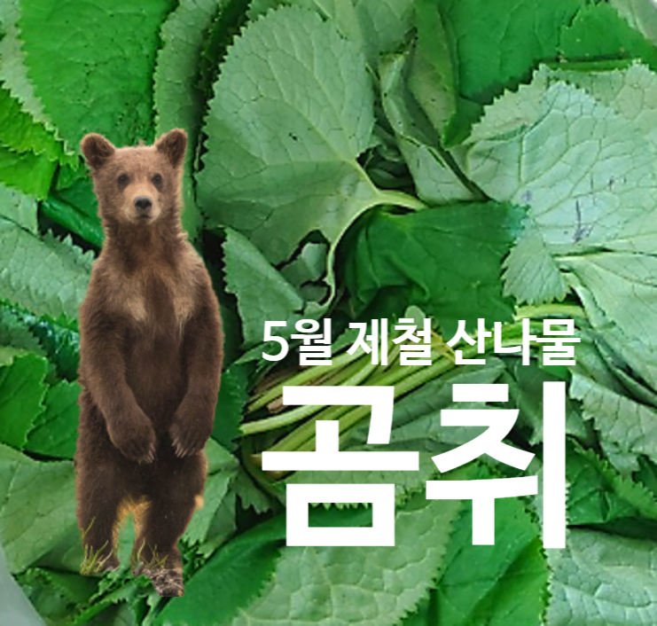 곰취효능, 5월제철산나물 곰취먹는법 5가지 : 네이버 블로그