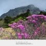 [한라산 돈내코구간] 한라산 화구벽 남벽 아래 털진달래, 한라산 5월의 꽃