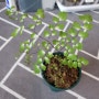 아디안텀 라디아넘 프라그란스 바리에가타, adiantum raddianum fragrans variegata