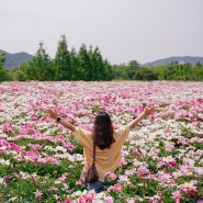 합천 가볼만한곳 : 작약꽃과 유채꽃이 가득한 합천 핫들생태공원
