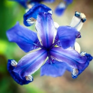 파랑 붓꽃