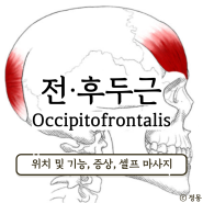 전두근 후두근 위치 통증 셀프 마사지 (이마근 뒤통수근, Occipitofrontalis)
