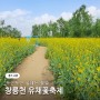 창릉천 유채꽃축제 인생샷 명소 (위치,주차)