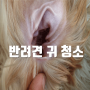 강아지 귀청소 관련 궁극의 가이드 : 털복숭이 친구의 귀를 건강하게 유지하기