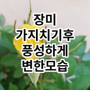 장미꽃 빨리풍성하게 키우는 노하우(가지치기중요성)