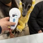 오늘 대한항공 비행기로 하와이 호놀룰루로 가는 그레이하운드 마크 : 반려동물 강아지 고양이 하와이 데려가기 광견병 항체가 검사 수입허가 절차 비용
