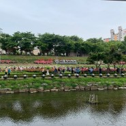 서울에서 가장 예쁜 축제&서울 장미축제 중랑 장미 정원