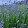 보라색 꽃 허브의 여왕 잉글리시 라벤더 생화 판매 시작