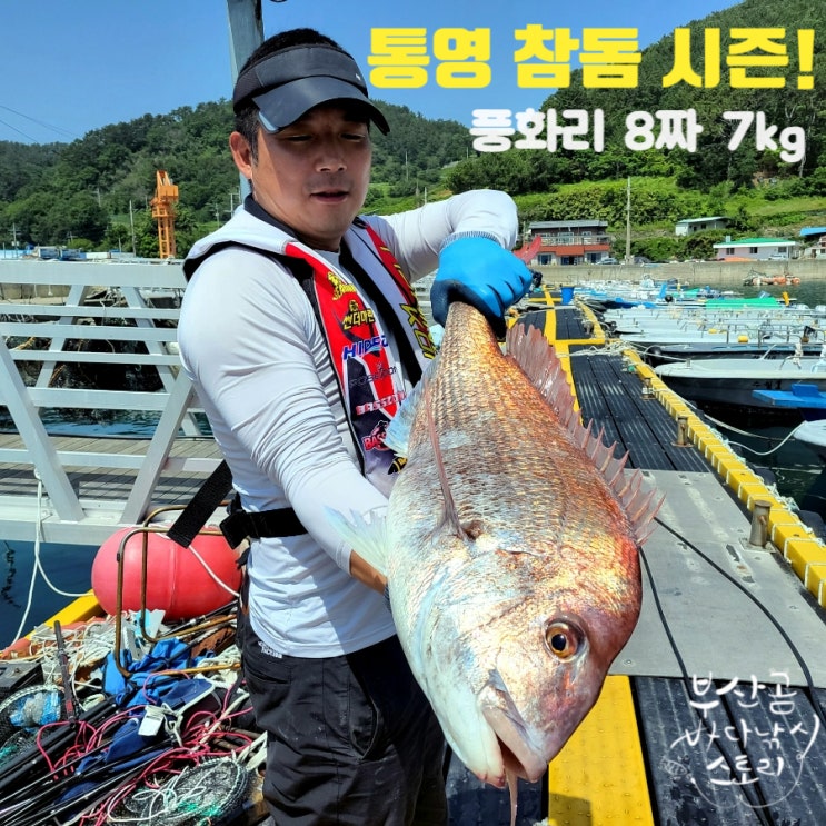 통영 싹쓰리 대물참돔낚시, 8짜 7키로 자연산 참돔!! : 네이버 블로그