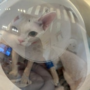 구미 산동 아이엔 동물병원 고양이 중성화 수술 후기♥