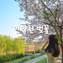 [블챌] 체크인 챌린지 - 안양천 벚꽃