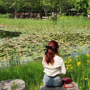 대전 6월 가볼만한곳 연꽃 샤스타데이지 한밭수목원 이용시간