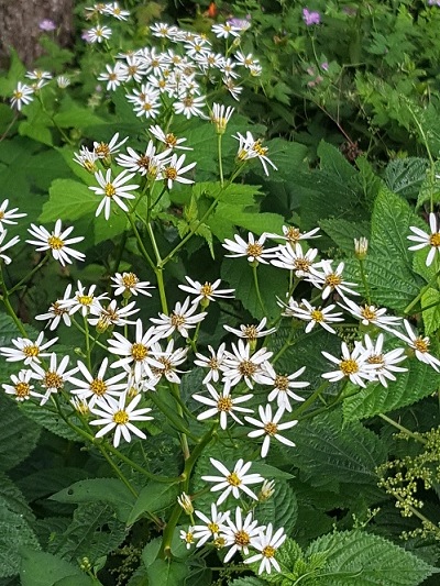 참취, 곰취, 바위취, 수리취 : 네이버 블로그