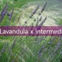 라반딘 Lavandula X intermedia의 특징 아로마오일 추출 및 허브조경과 가드닝 식물 보라색 정원
