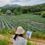 고창 청농원 라벤더, 책들고 떠난 여행