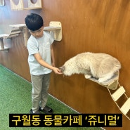 인천 구월동 쥬니멀 동물 고양이 카페