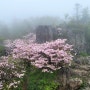 [지리산 국립공원] 천상의 화원 연달래 꽃길 중산리 순두류 천왕봉 제석봉 장터목 코스