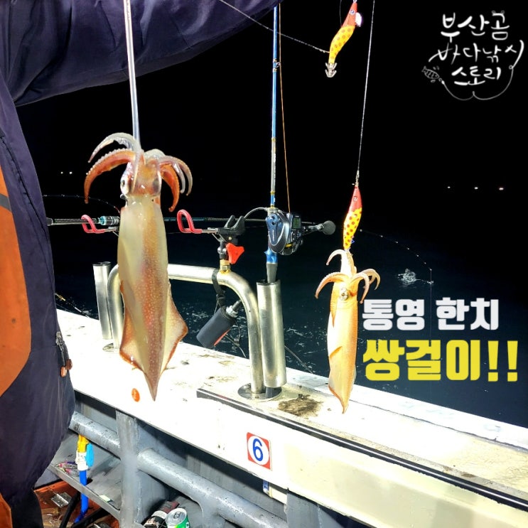 통영 한치 선상낚시, 한치 다단채비 덤!!! : 네이버 블로그
