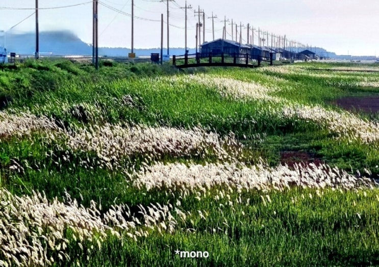 1004섬 신안 -증도 태평염전 삘기의 은백색 물결이 ... : 네이버 블로그