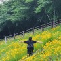 5월 가산 안양천 꽃밭 데이트 + 금계국,장미