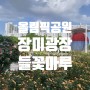 올림픽공원 꽃구경 나들이 장미광장 들꽃마루 양귀비