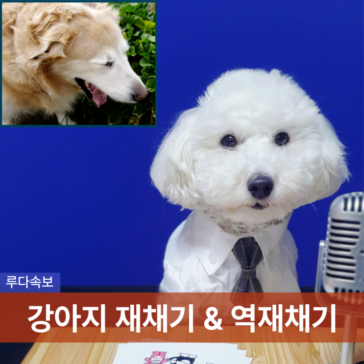 강아지 재채기 역재채기 증상 원인 : 네이버 블로그