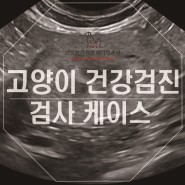 대전동물병원 아프리카메디컬에서 세심한 건강검진 진행