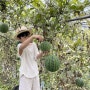 <창원 애플수박 농장> 애플수박따기 체험하고 왔지요🍉❤️