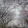 벗꽃향기 날리는 4월의 영종~~^^