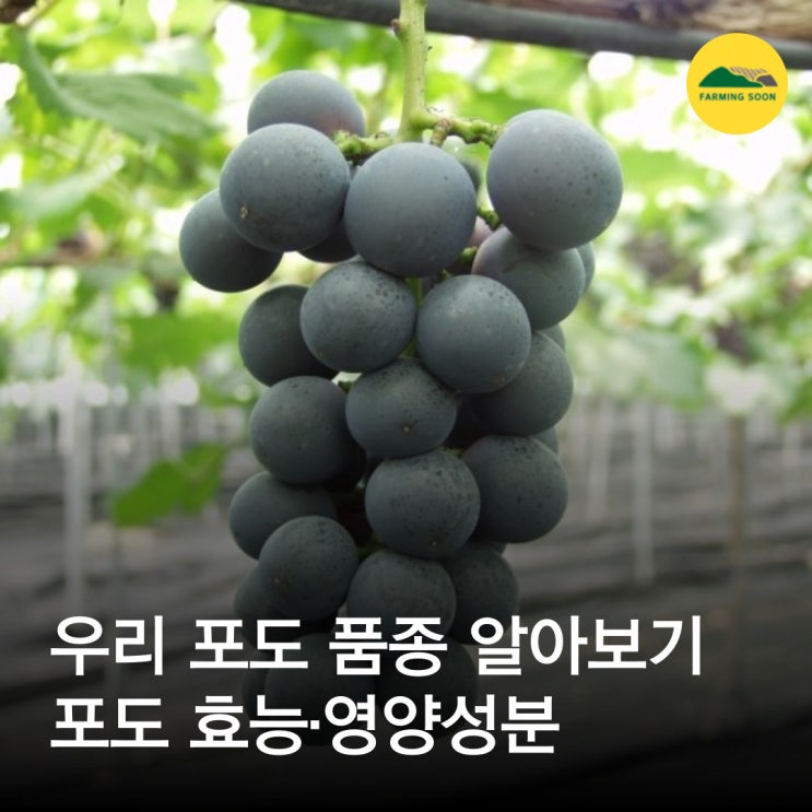 국산 포도 품종 알아보기 / 포도 효능 / 포도 영양성분 : 네이버 블로그