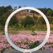 전남 꽃구경 : 순천 가야농장 / 순천만 가야농원 한국기행 촬영지